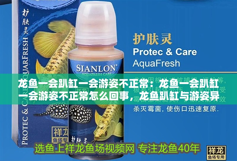 龍魚一會趴缸一會游姿不正常：龍魚一會趴缸一會游姿不正常怎么回事，龍魚趴缸與游姿異常原因