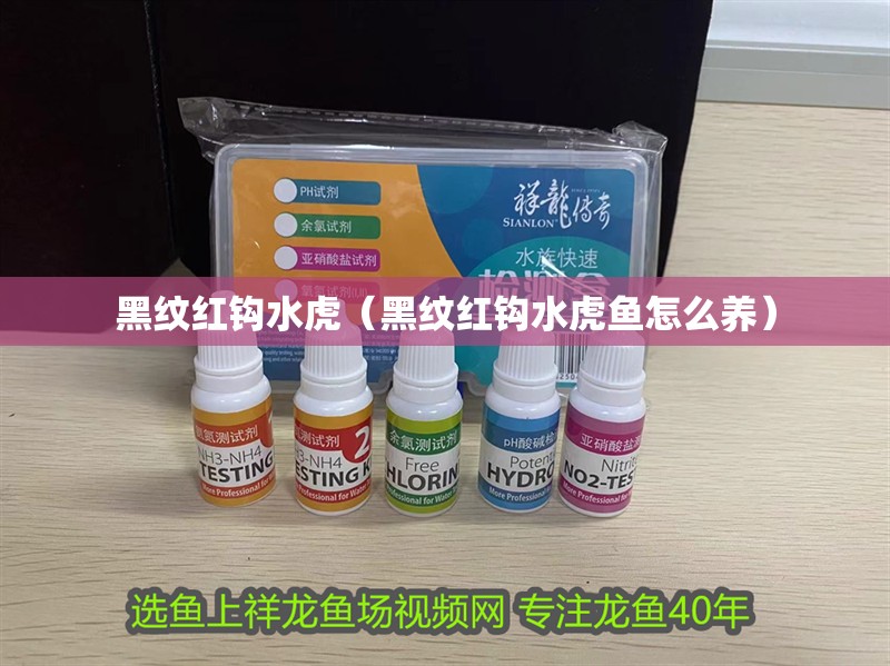 黑紋紅鉤水虎（黑紋紅鉤水虎魚怎么養）