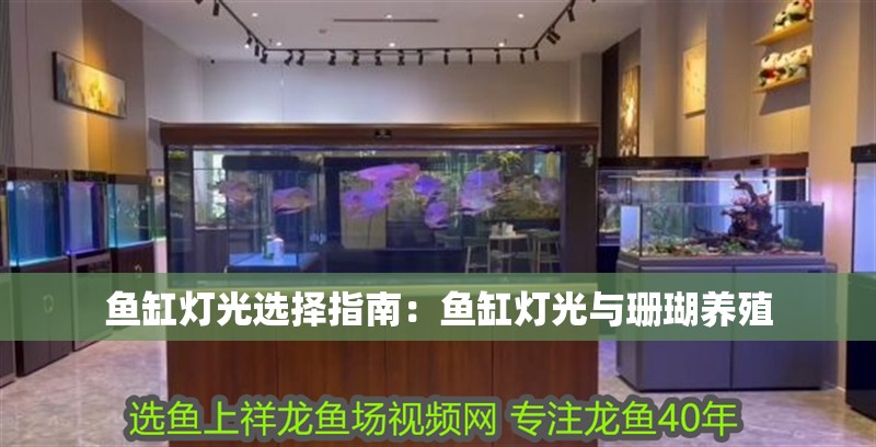 魚(yú)缸燈光選擇指南：魚(yú)缸燈光與珊瑚養(yǎng)殖