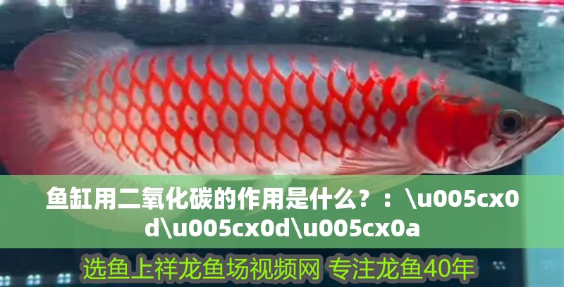 魚(yú)缸用二氧化碳的作用是什么？：\u005cx0d\u005cx0d\u005cx0a 魚(yú)缸用二氧化碳的作用是什么？：\u005cx0d\u005cx0d\u005cx0a 魚(yú)缸百科