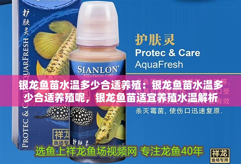 銀龍魚苗水溫多少合適養殖：銀龍魚苗水溫多少合適養殖呢，銀龍魚苗適宜養殖水溫解析