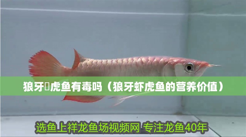 狼牙鰕虎魚有毒嗎（狼牙蝦虎魚的營養價值）