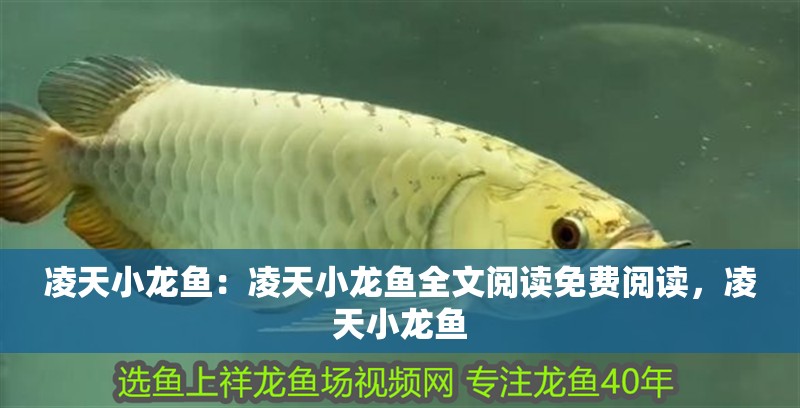 凌天小龍魚：凌天小龍魚全文閱讀免費閱讀，凌天小龍魚 凌天小龍魚：凌天小龍魚全文閱讀免費閱讀，凌天小龍魚 水族問答