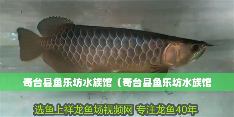 奇臺縣魚樂坊水族館（奇臺縣魚樂坊水族館