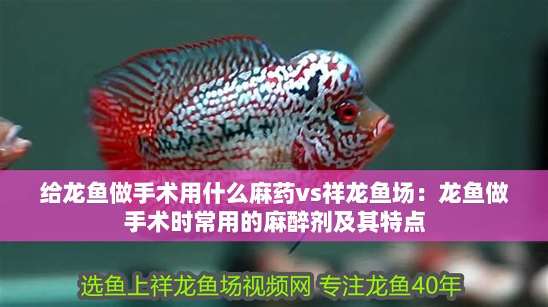 給龍魚做手術(shù)用什么麻藥vs祥龍魚場：龍魚做手術(shù)時(shí)常用的麻醉劑及其特點(diǎn)