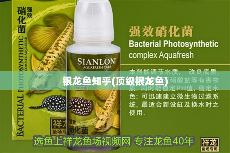 銀龍魚知乎(頂級銀龍魚) 銀龍魚知乎(頂級銀龍魚) 銀龍魚百科