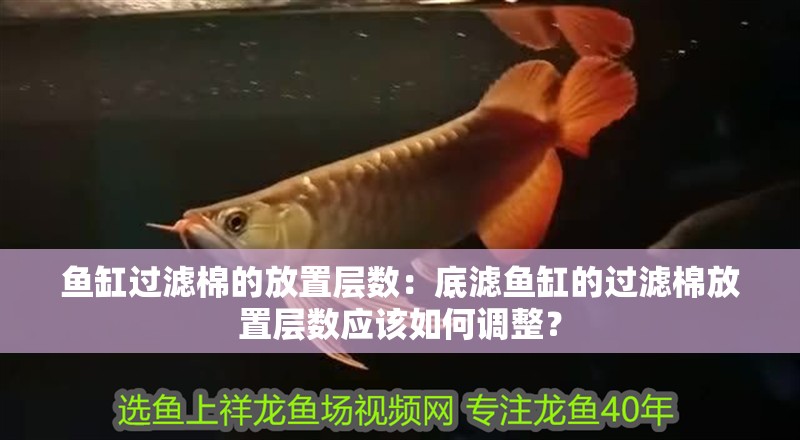 魚缸過濾棉的放置層數：底濾魚缸的過濾棉放置層數應該如何調整？