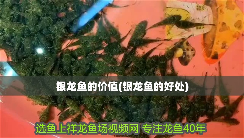 銀龍魚的價值(銀龍魚的好處)