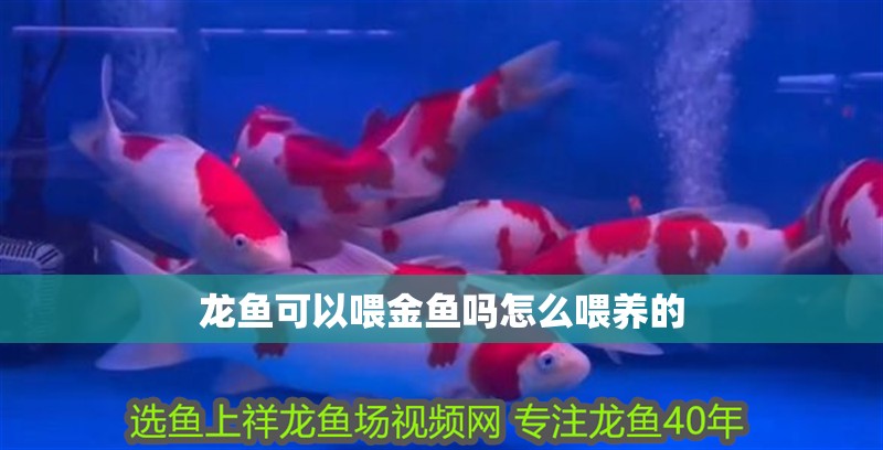 龍魚可以喂金魚嗎怎么喂養的 龍魚百科 龍魚可以喂金魚嗎怎么喂養的 龍魚可以喂金魚嗎怎么喂養的 龍魚百科