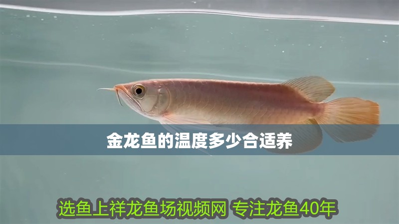 金龍魚的溫度多少合適養