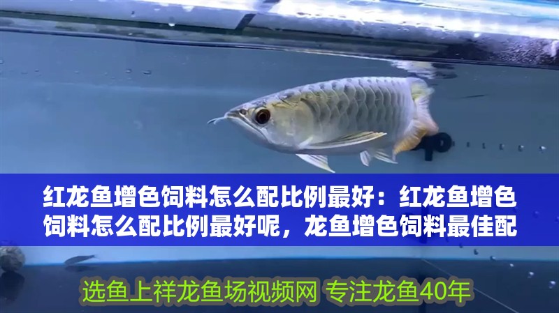 紅龍魚增色飼料怎么配比例最好:紅龍魚增色飼料怎么配比例最好呢,龍魚增色飼料最佳配比指南 水族問答 紅龍魚增色飼料怎么配比例最好:紅龍魚增色飼料怎么配比例最好呢,龍魚增色飼料最佳配比指南 紅龍魚增色飼料怎么配比例最好:紅龍魚增色飼料怎么配比例最好呢,龍魚增色飼料最佳配比指南 水族問答