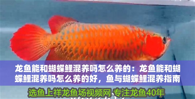 龍魚能和蝴蝶鯉混養(yǎng)嗎怎么養(yǎng)的：龍魚能和蝴蝶鯉混養(yǎng)嗎怎么養(yǎng)的好，魚與蝴蝶鯉混養(yǎng)指南及養(yǎng)護(hù)