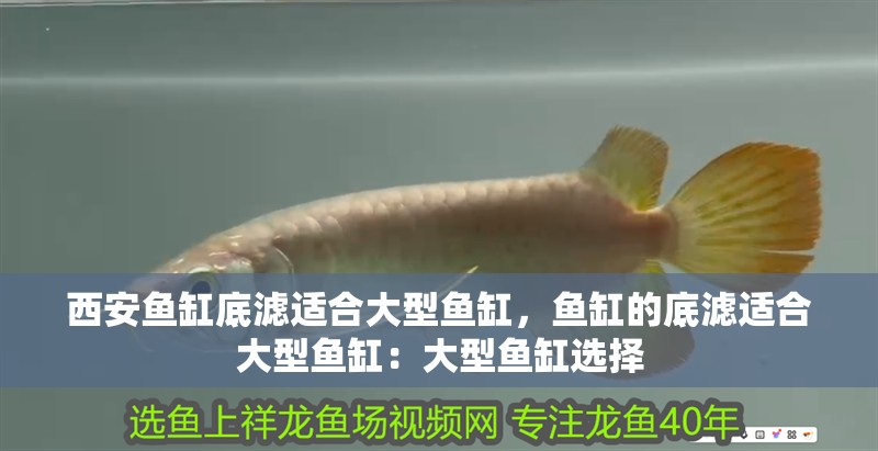 西安魚缸底濾適合大型魚缸，魚缸的底濾適合大型魚缸：大型魚缸選擇 西安魚缸底濾適合大型魚缸，魚缸的底濾適合大型魚缸：大型魚缸選擇 魚缸百科