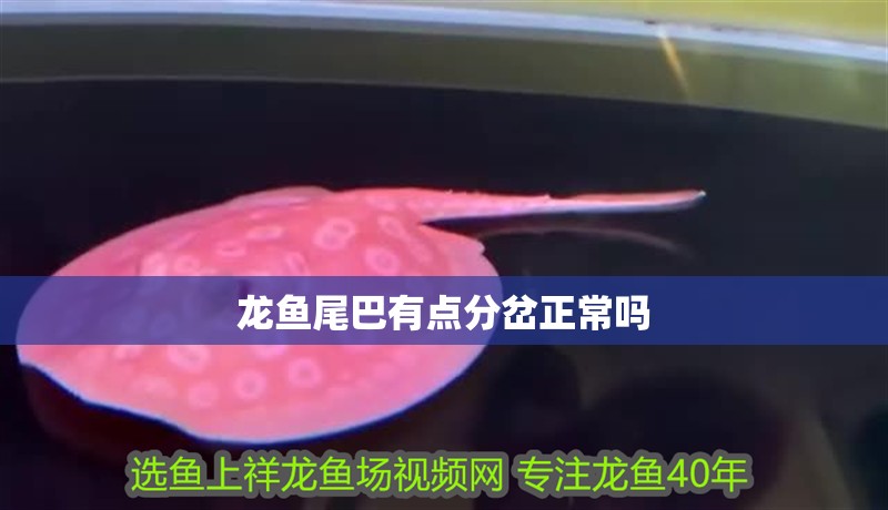 龍魚尾巴有點(diǎn)分岔正常嗎