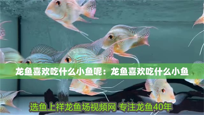 龍魚(yú)喜歡吃什么小魚(yú)呢：龍魚(yú)喜歡吃什么小魚(yú)