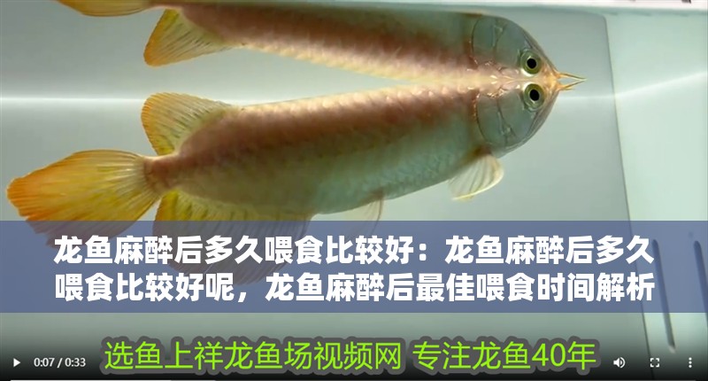 龍魚麻醉后多久喂食比較好：龍魚麻醉后多久喂食比較好呢，龍魚麻醉后最佳喂食時(shí)間解析