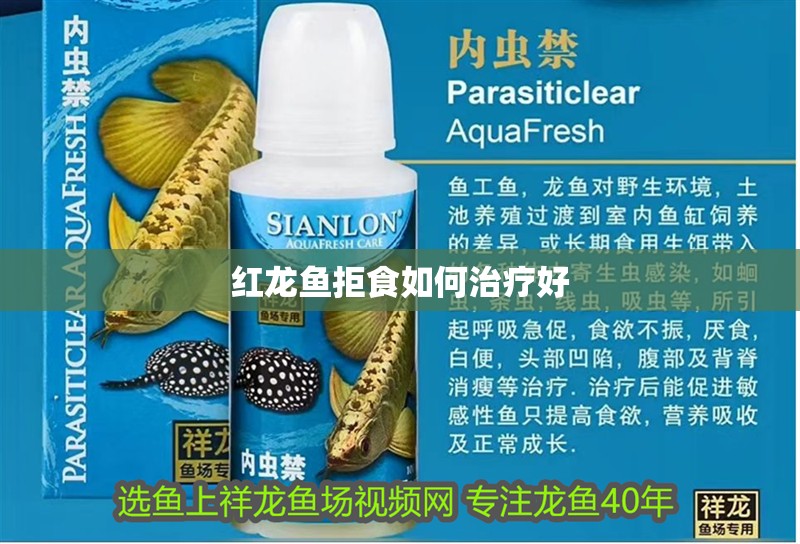 紅龍魚拒食如何治療好 紅龍魚拒食如何治療好 龍魚百科