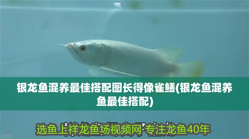 銀龍魚混養最佳搭配圖長得像雀鱔(銀龍魚混養魚最佳搭配)