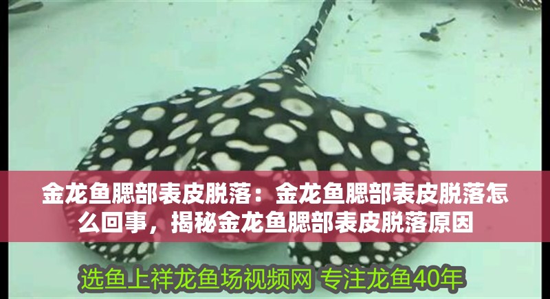 金龍魚腮部表皮脫落：金龍魚腮部表皮脫落怎么回事，揭秘金龍魚腮部表皮脫落原因