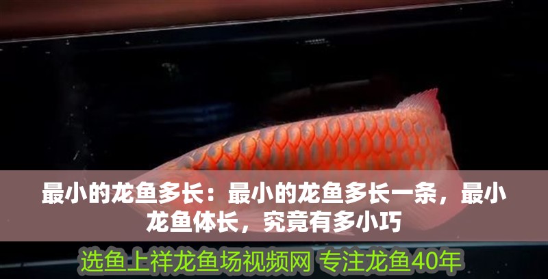 最小的龍魚多長：最小的龍魚多長一條，最小龍魚體長，究竟有多小巧 最小的龍魚多長：最小的龍魚多長一條，最小龍魚體長，究竟有多小巧 水族問答