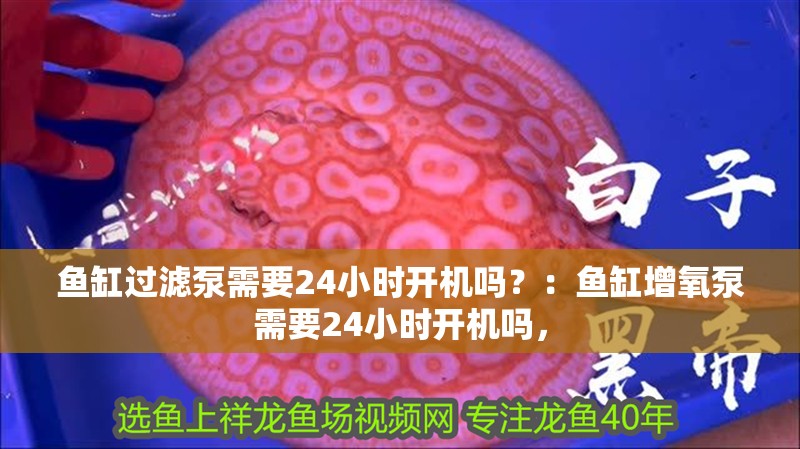 魚缸過濾泵需要24小時開機嗎？：魚缸增氧泵需要24小時開機嗎，