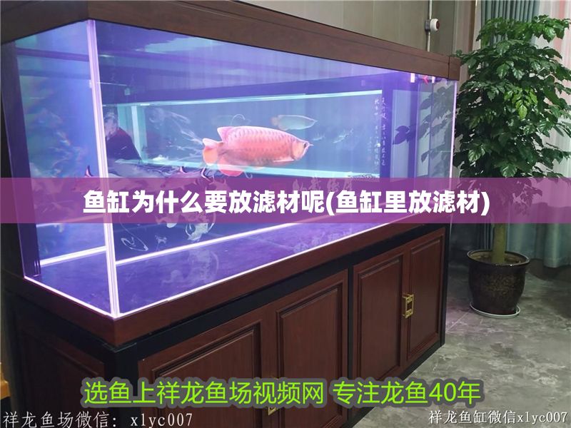魚缸為什么要放濾材呢(魚缸里放濾材)