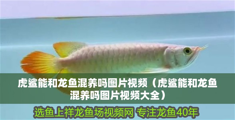 虎鯊能和龍魚混養嗎圖片視頻（虎鯊能和龍魚混養嗎圖片視頻大全）