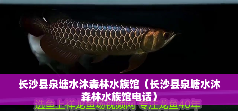 長沙縣泉塘水沐森林水族館（長沙縣泉塘水沐森林水族館電話）