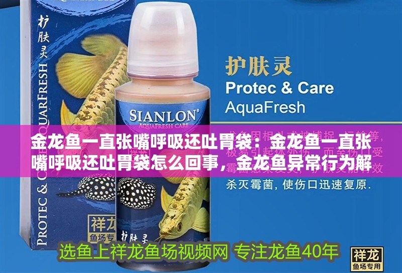 金龍魚一直張嘴呼吸還吐胃袋：金龍魚一直張嘴呼吸還吐胃袋怎么回事，金龍魚異常行為解析，為何持續張嘴呼吸并嘔吐