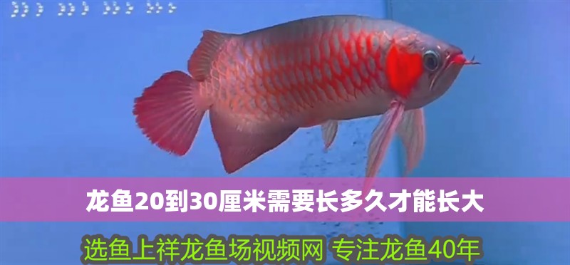 龍魚20到30厘米需要長多久才能長大