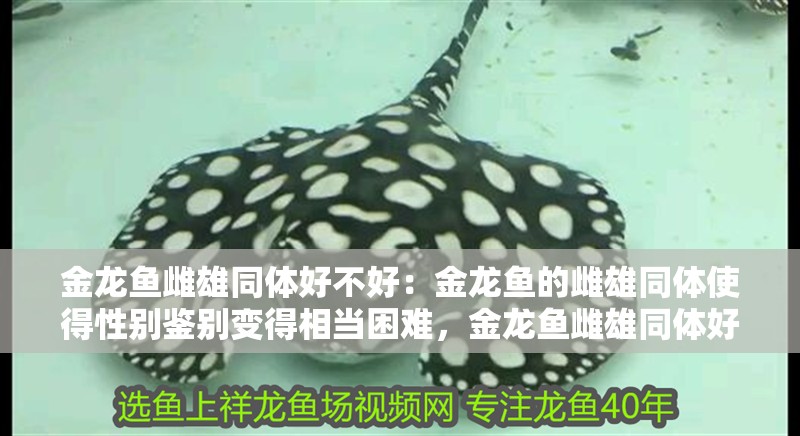 金龍魚雌雄同體好不好：金龍魚的雌雄同體使得性別鑒別變得相當(dāng)困難，金龍魚雌雄同體好不好