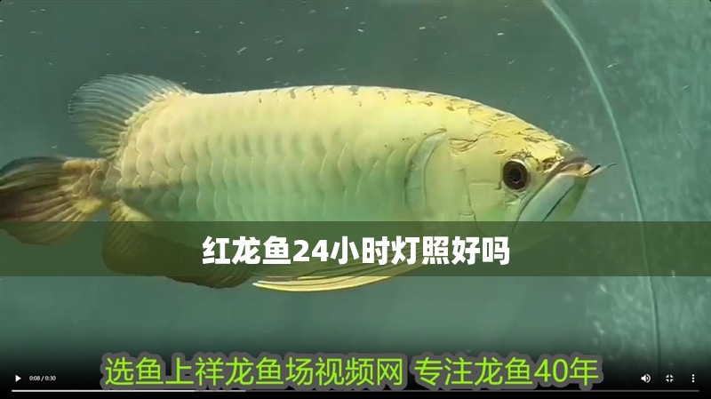 紅龍魚24小時燈照好嗎