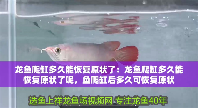 龍魚爬缸多久能恢復(fù)原狀了：龍魚爬缸多久能恢復(fù)原狀了呢，魚爬缸后多久可恢復(fù)原狀 龍魚爬缸多久能恢復(fù)原狀了：龍魚爬缸多久能恢復(fù)原狀了呢，魚爬缸后多久可恢復(fù)原狀 水族問答