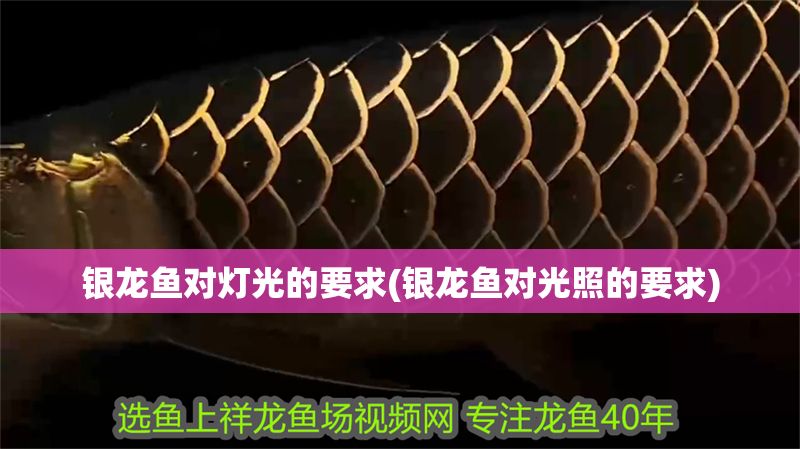 銀龍魚對燈光的要求(銀龍魚對光照的要求) 銀龍魚對燈光的要求(銀龍魚對光照的要求) 銀龍魚百科 第1張