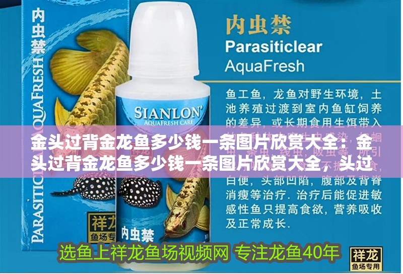 金頭過背金龍魚多少錢一條圖片欣賞大全：金頭過背金龍魚多少錢一條圖片欣賞大全，頭過背金龍魚價格及高清
