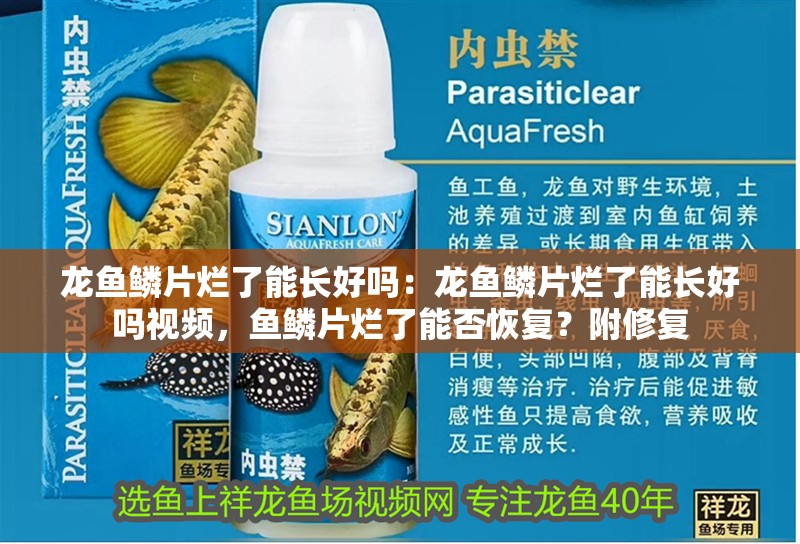 龍魚鱗片爛了能長好嗎：龍魚鱗片爛了能長好嗎視頻，魚鱗片爛了能否恢復？附修復