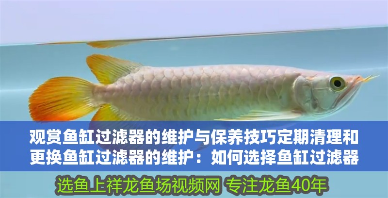 我的虎魚真菌感染了要怎么處理 觀賞魚缸過濾器的維護與保養技巧定期清理和更換魚缸過濾器的維護:如何選擇魚缸過濾器 魚缸百科 觀賞魚缸過濾器的維護與保養技巧定期清理和更換魚缸過濾器的維護:如何選擇魚缸過濾器 觀賞魚缸過濾器的維護與保養技巧定期清理和更換魚缸過濾器的維護:如何選擇魚缸過濾器 魚缸百科