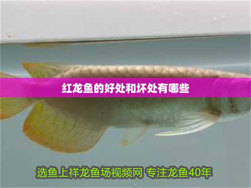 紅龍魚(yú)的好處和壞處有哪些 龍魚(yú)百科 紅龍魚(yú)的好處和壞處有哪些 紅龍魚(yú)的好處和壞處有哪些 龍魚(yú)百科