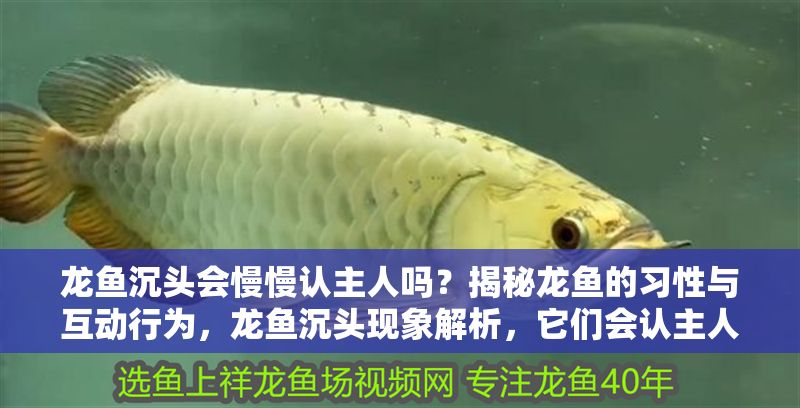 龍魚沉頭會(huì)慢慢認(rèn)主人嗎?揭秘龍魚的習(xí)性與互動(dòng)行為,龍魚沉頭現(xiàn)象解析,它們會(huì)認(rèn)主人并互動(dòng)嗎?