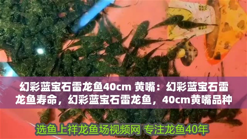 幻彩藍寶石雷龍魚40cm 黃嘴：幻彩藍寶石雷龍魚壽命，幻彩藍寶石雷龍魚，40cm黃嘴品種壽命 幻彩藍寶石雷龍魚40cm 黃嘴：幻彩藍寶石雷龍魚壽命，幻彩藍寶石雷龍魚，40cm黃嘴品種壽命 水族問答