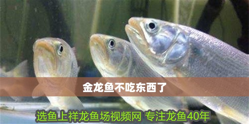 金龍魚不吃東西了