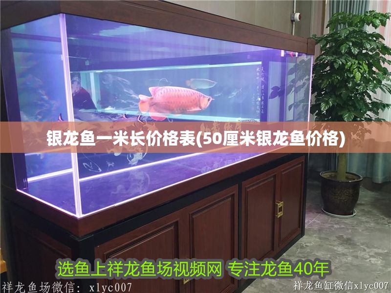 銀龍魚一米長價格表(50厘米銀龍魚價格) 銀龍魚一米長價格表(50厘米銀龍魚價格) 銀龍魚百科 第1張