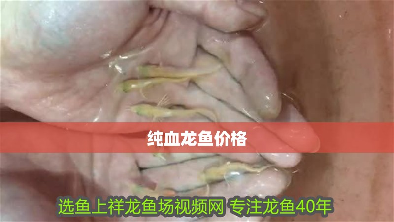 純血龍魚價格 純血龍魚價格 龍魚百科