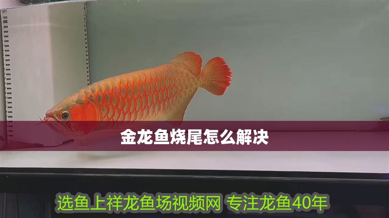 金龍魚(yú)燒尾怎么解決