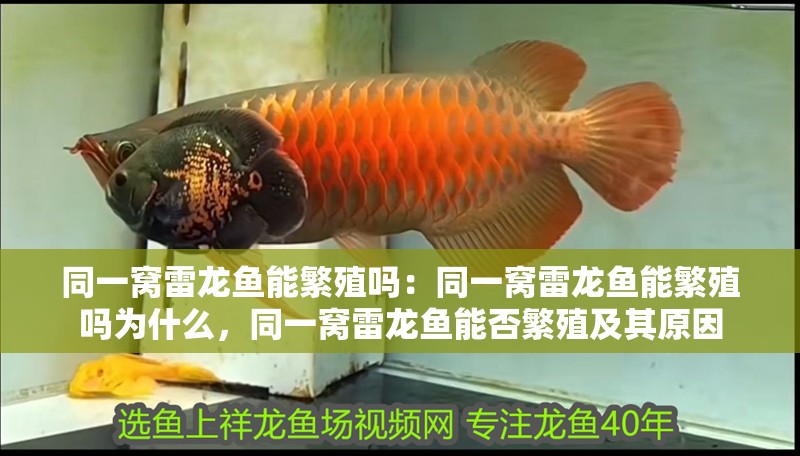同一窩雷龍魚能繁殖嗎：同一窩雷龍魚能繁殖嗎為什么，同一窩雷龍魚能否繁殖及其原因