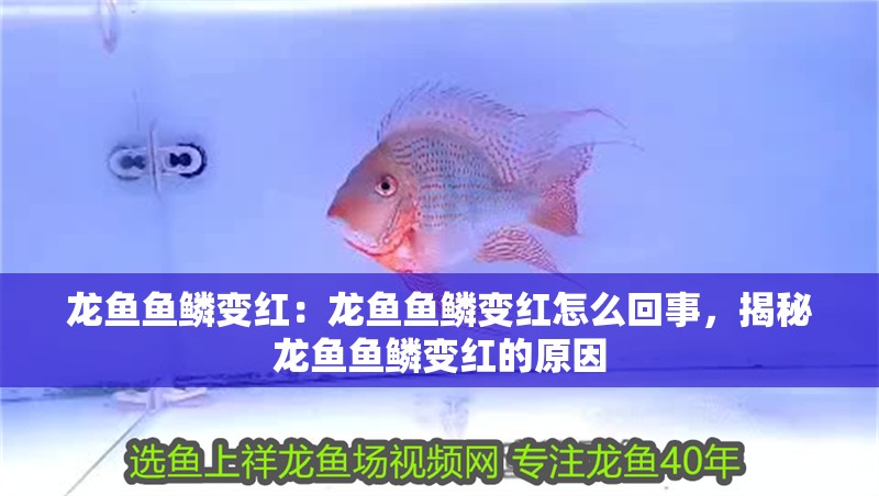 龍魚魚鱗變紅：龍魚魚鱗變紅怎么回事，揭秘龍魚魚鱗變紅的原因