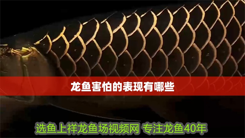 龍魚害怕的表現有哪些