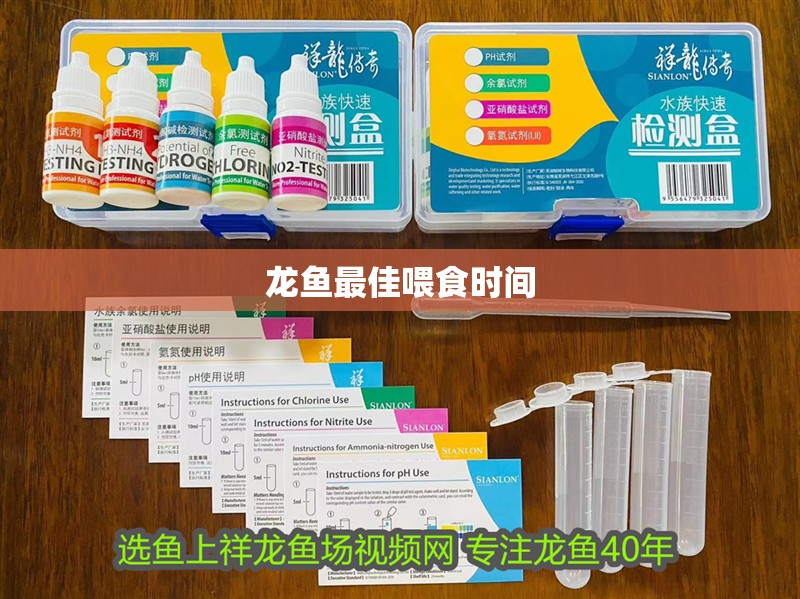 龍魚最佳喂食時間