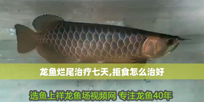 龍魚(yú)爛尾治療七天,拒食怎么治好