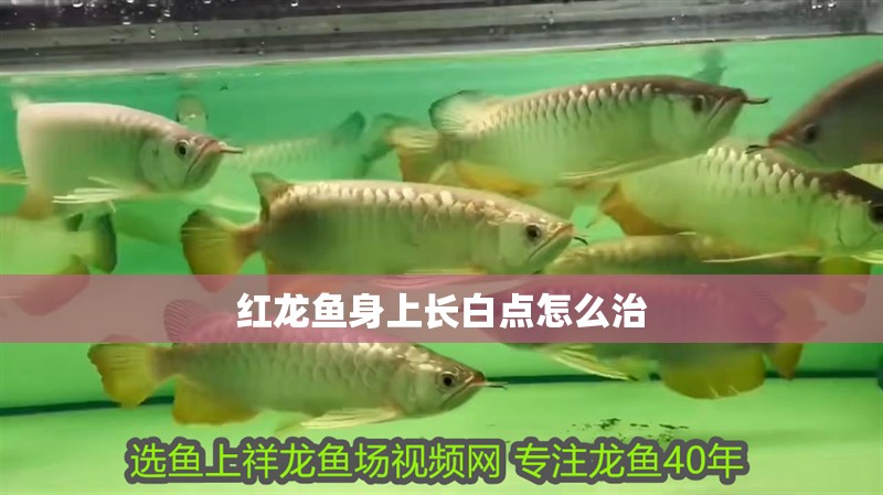 紅龍魚身上長白點怎么治
